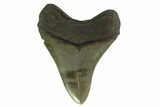 Serrated, Fossil Megalodon Tooth - Georgia #135924-1